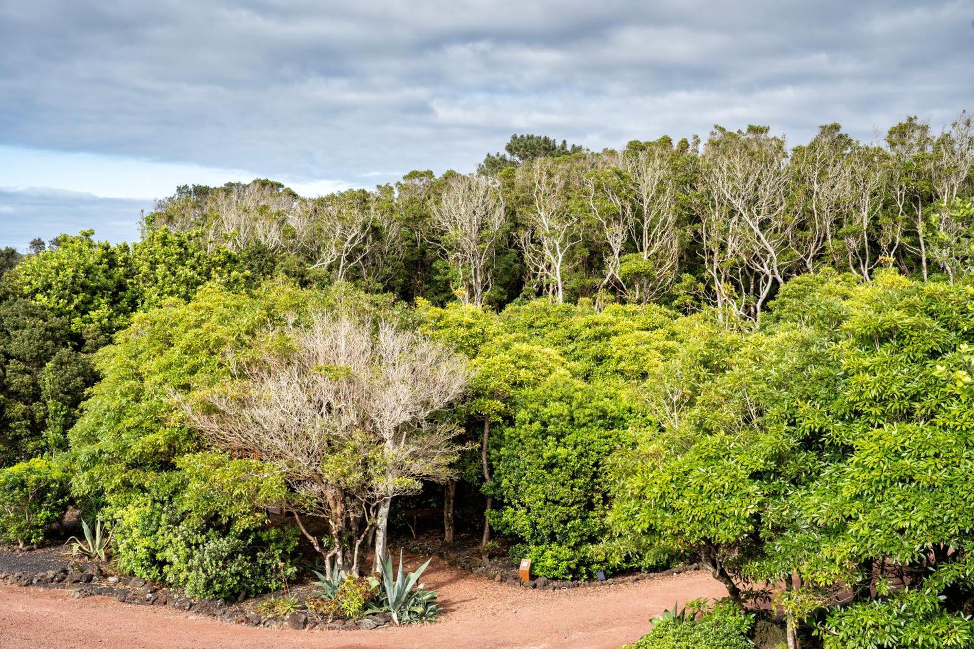 Alma Do Pico - Nature Residence Madalena  Exterior photo